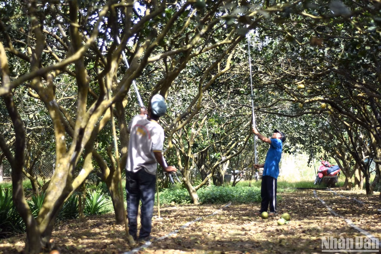 The last pomelos are harvested at the orchard of the “king of pomelos’ Ngo Van Son.