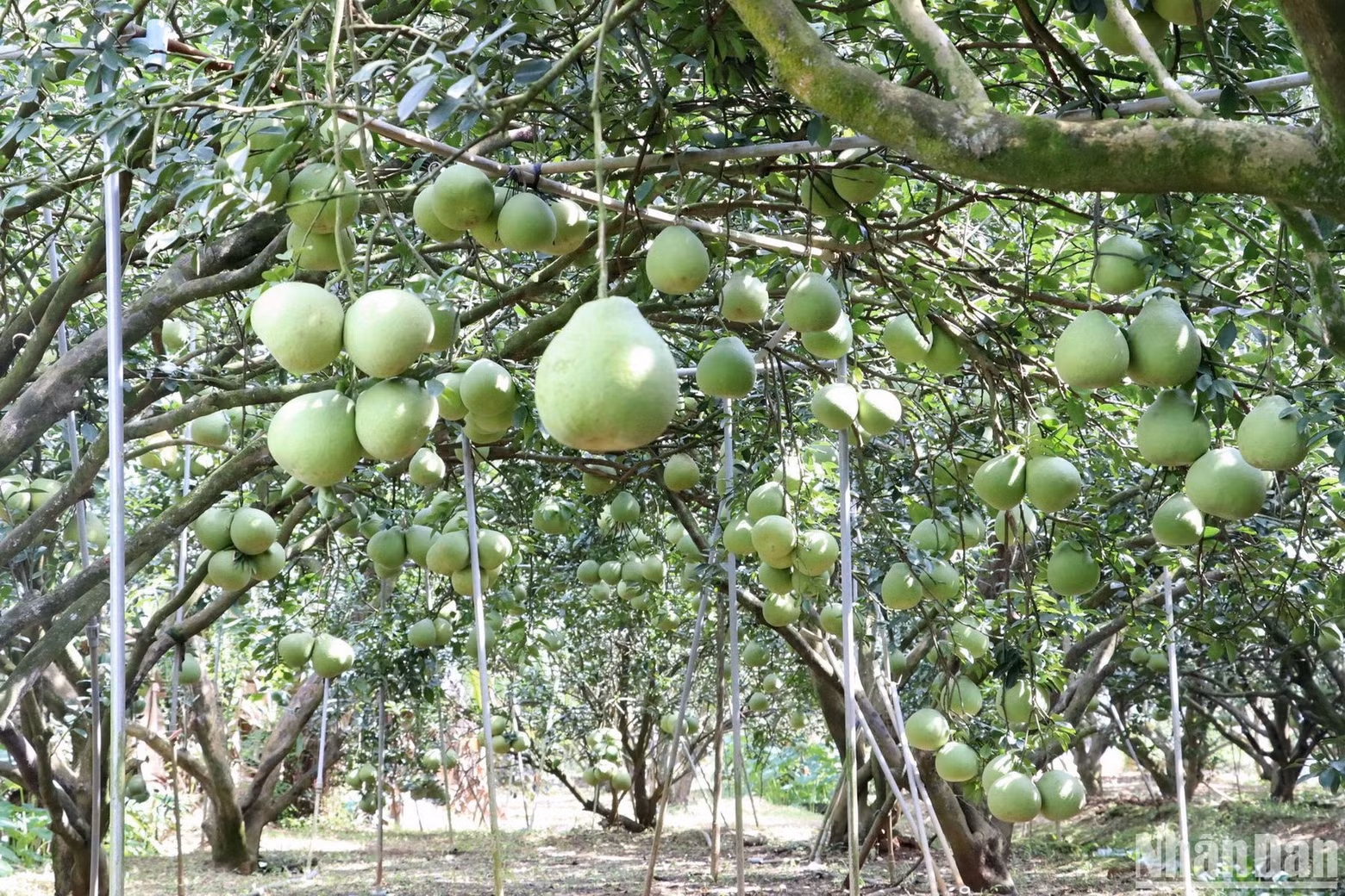 The prices of Tan Trieu’s pomelos are lower than previous years due to the decrease in demand.