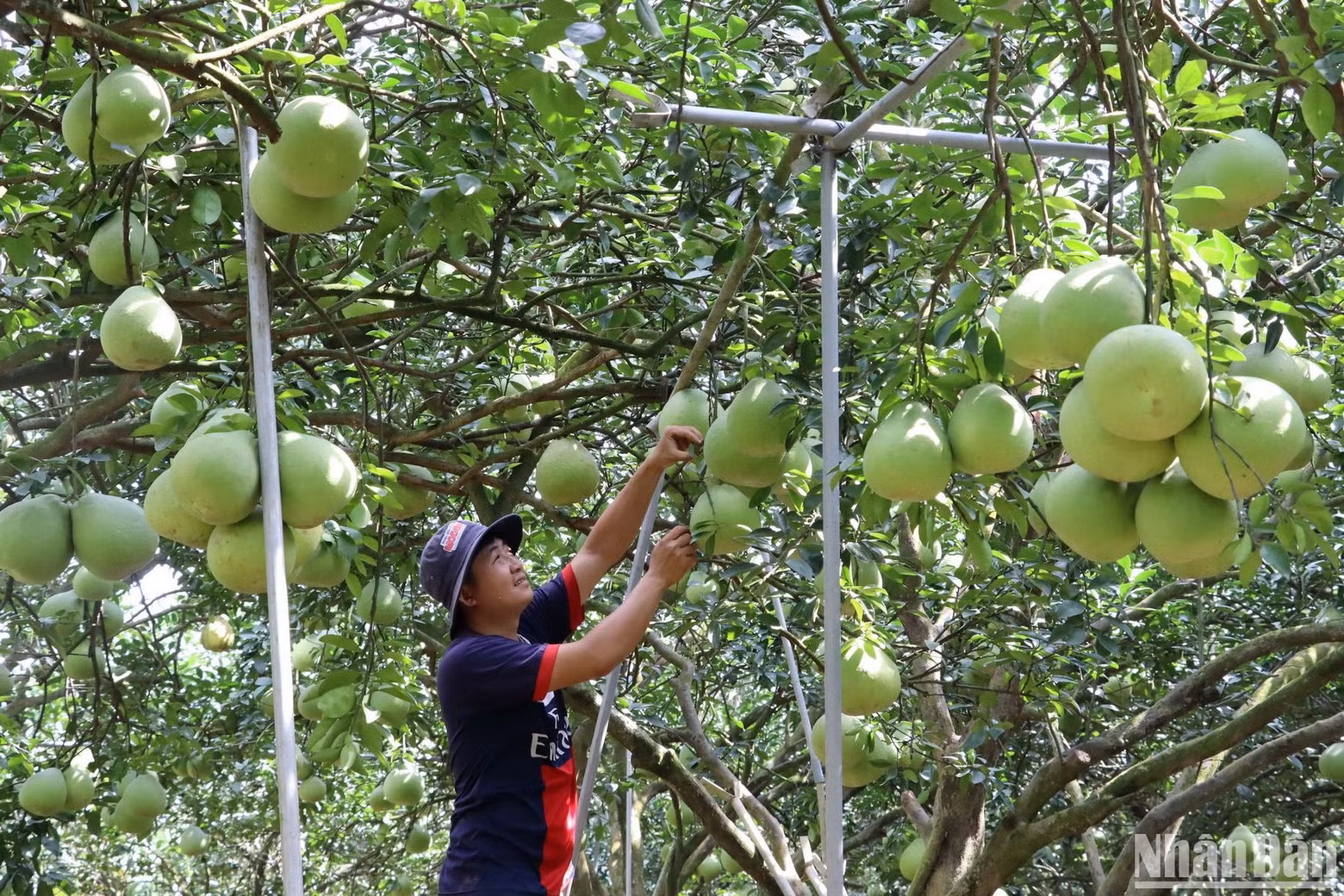 Meanwhile, in some small-scale pomelo orchards, farmers are taking care of pomelos for Tet with the aim of gaining more income.