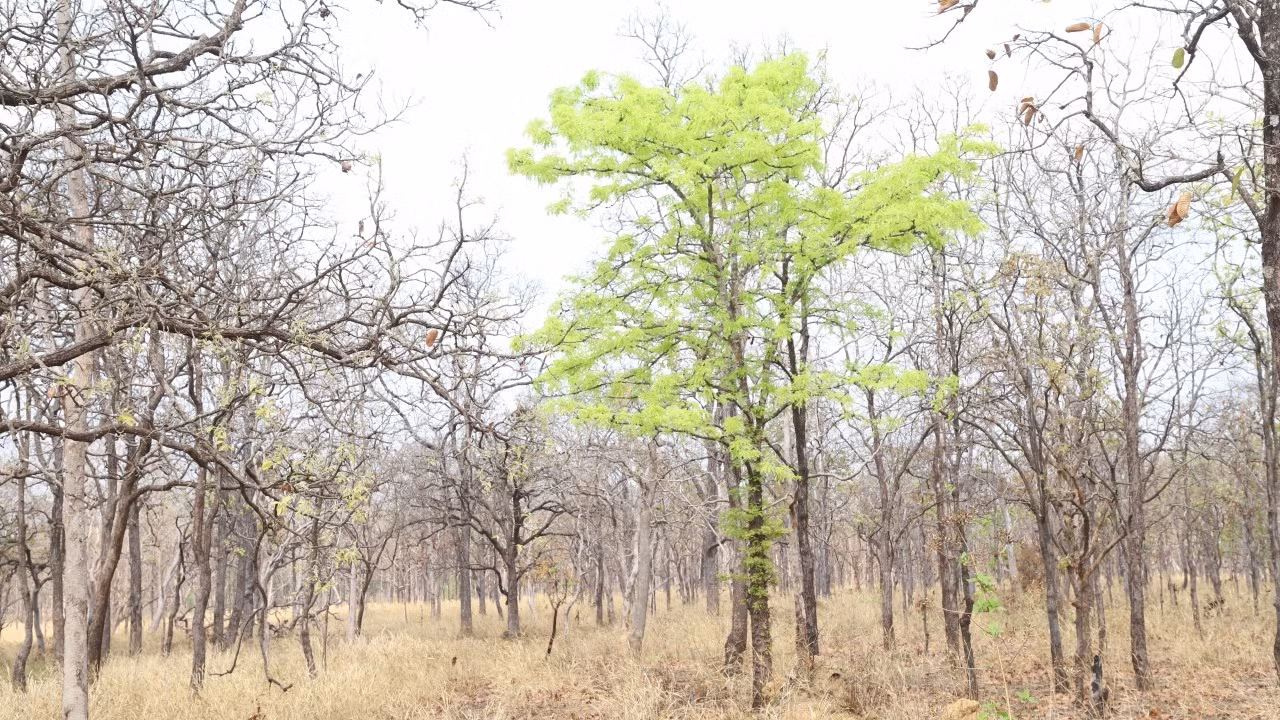 A species of plant in theforest after changing its green leaves amidst the hot and dry weather.