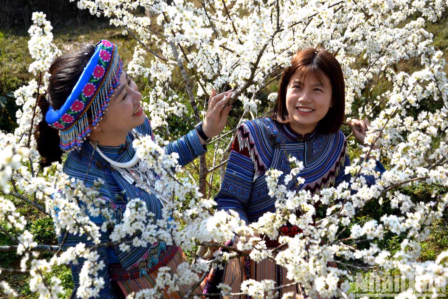 The girls wear traditional colourful dresses of ethnic minority groups, smile sweetly and shyly amidst the plum blossoms. The girls wear traditional colourful dresses of ethnic minority groups, smile sweetly and shyly amidst the plum blossoms.