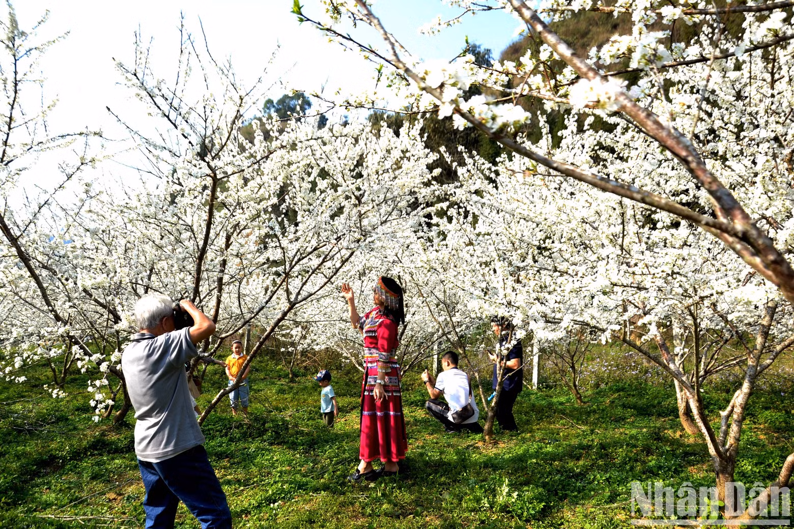 Many tourists come to Bac Ha Plateau to enjoy the Tam Hoa plum blossoms. Many tourists come to Bac Ha Plateau to enjoy the Tam Hoa plum blossoms.