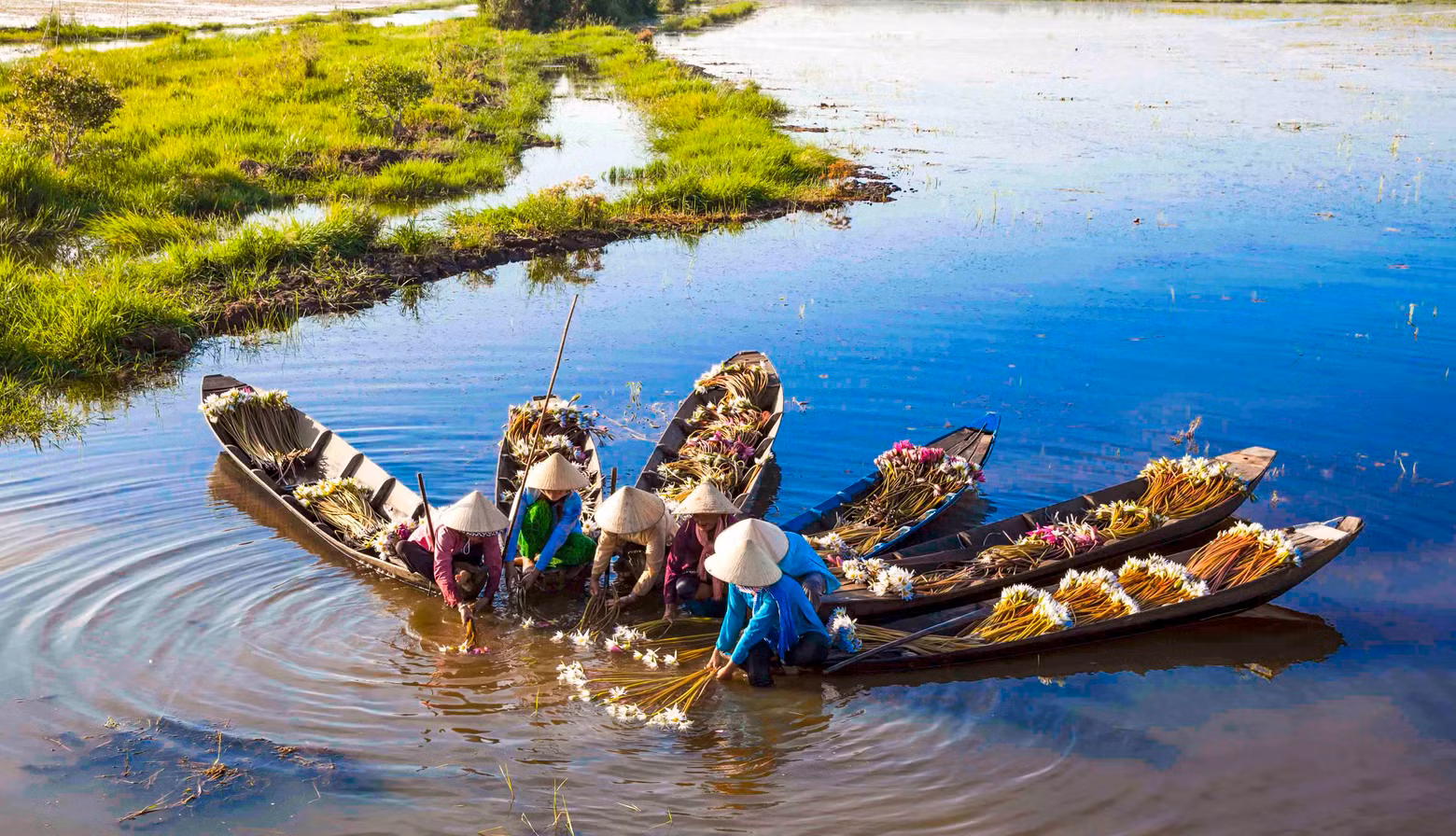 When the water rises, everywhere you go, you can hear the sound of the oars covering the water, the sound of chattering, the laughter of people as if forgetting their own hardships as they pick water lilies. When the water rises, everywhere you go, you can hear the sound of the oars covering the water, the sound of chattering, the laughter of people as if forgetting their own hardships as they pick water lilies.
