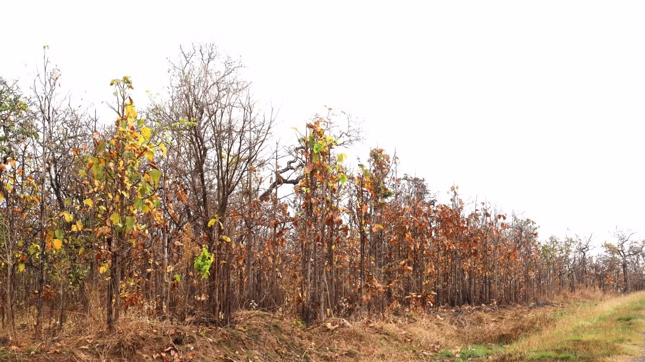 During the dry season, the whole khop forest turns yellow and then leaves dry and fall.