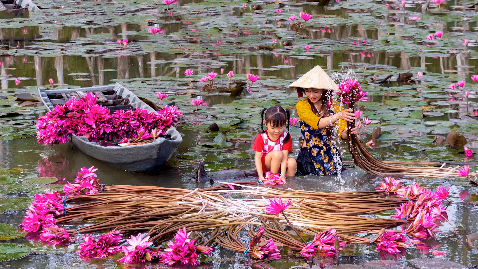Helping the mother’s work, both mother and daughter soak in the water to pick water lilies to sell and earn money to cover the family's expenses. Helping the mother’s work, both mother and daughter soak in the water to pick water lilies to sell and earn money to cover the family's expenses.