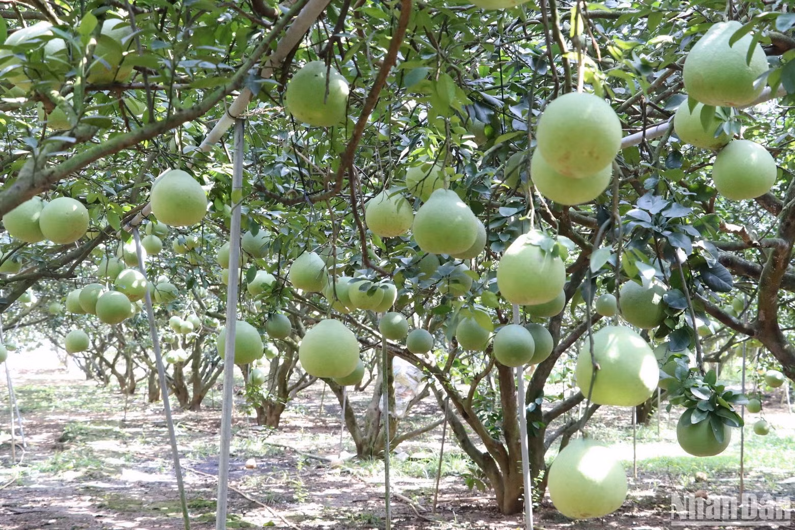 Tan Trieu villagers carefully taking care of pomelo trees.