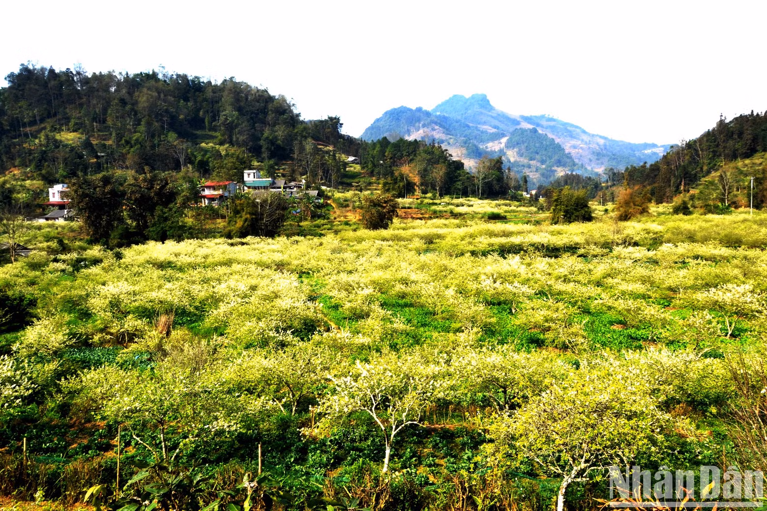 Visiting Bac Ha Plateau during the plum blossom season, travellers should stop by the communes of Ban Pho, Ta Chai, Na Hoi and Lau Thi Ngai, which are immersed in plum blossoms. Visiting Bac Ha Plateau during the plum blossom season, travellers should stop by the communes of Ban Pho, Ta Chai, Na Hoi and Lau Thi Ngai, which are immersed in plum blossoms.