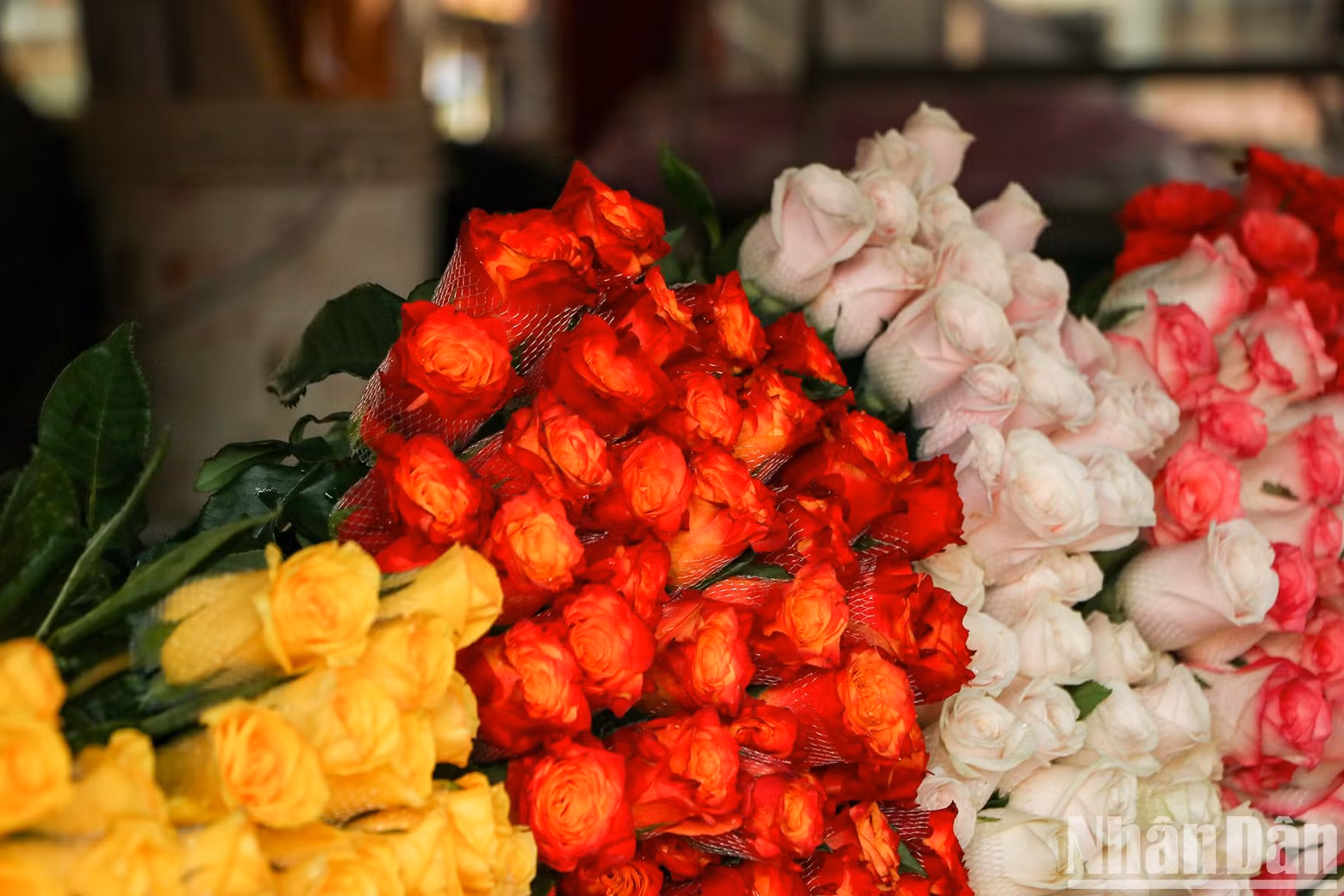 Roses, an indispensable flower for the March 8 occasion, have been sold in bundles at about 200,000 VND per dozen.