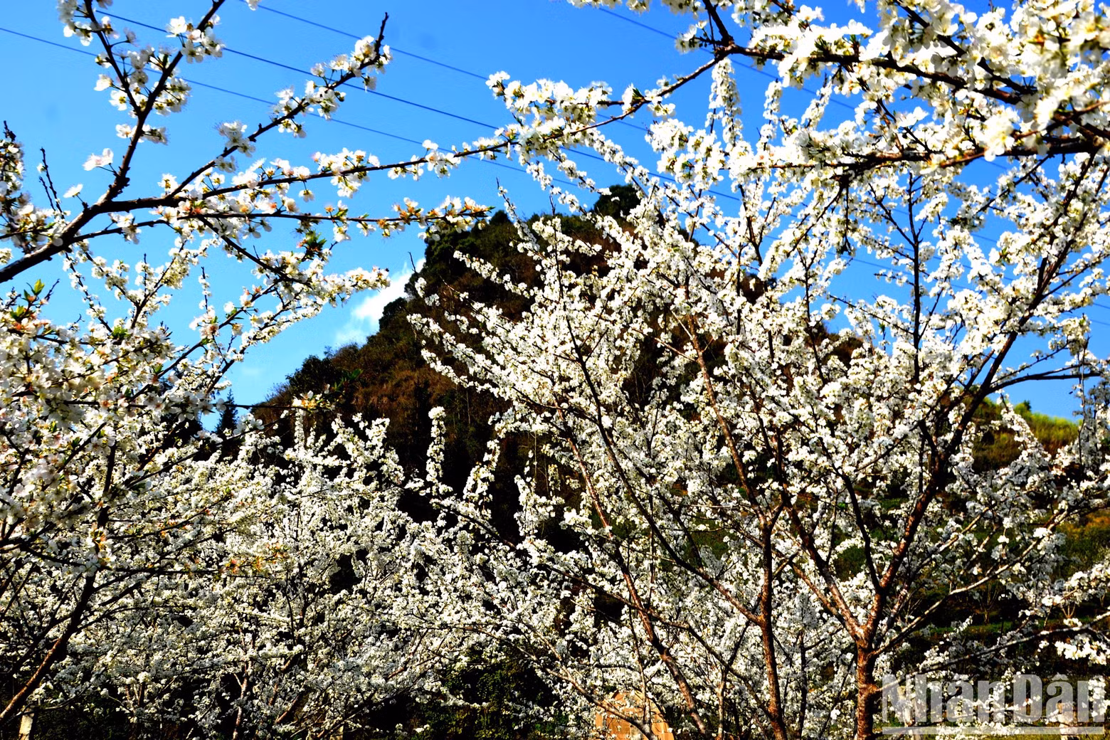 Plum blossoms represent the colours of the Northwest in spring. Plum blossoms represent the colours of the Northwest in spring.