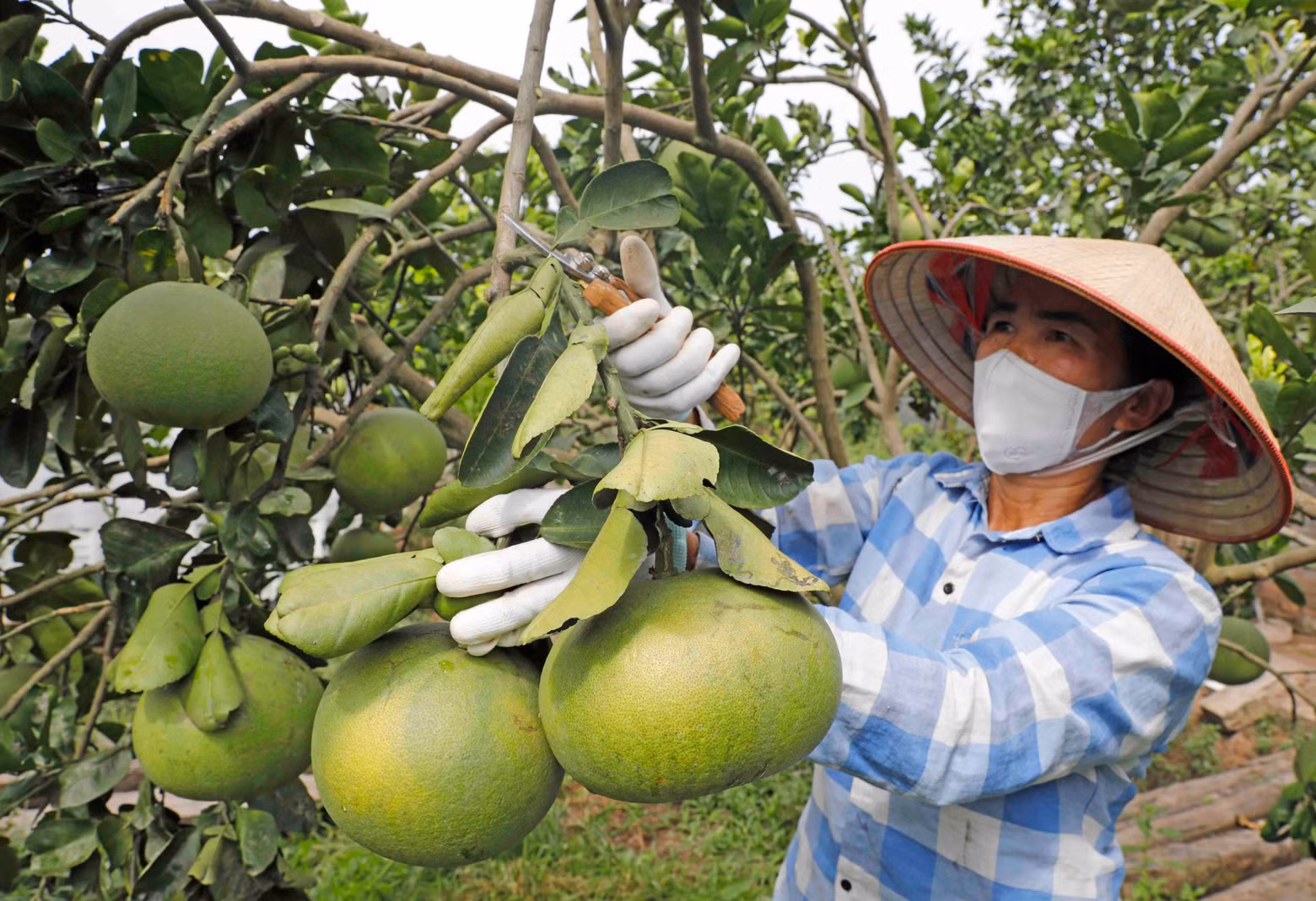 Many farmers in Hung Yen Province grow pomelo to earn high income. Many farmers in Hung Yen Province grow pomelo to earn high income.