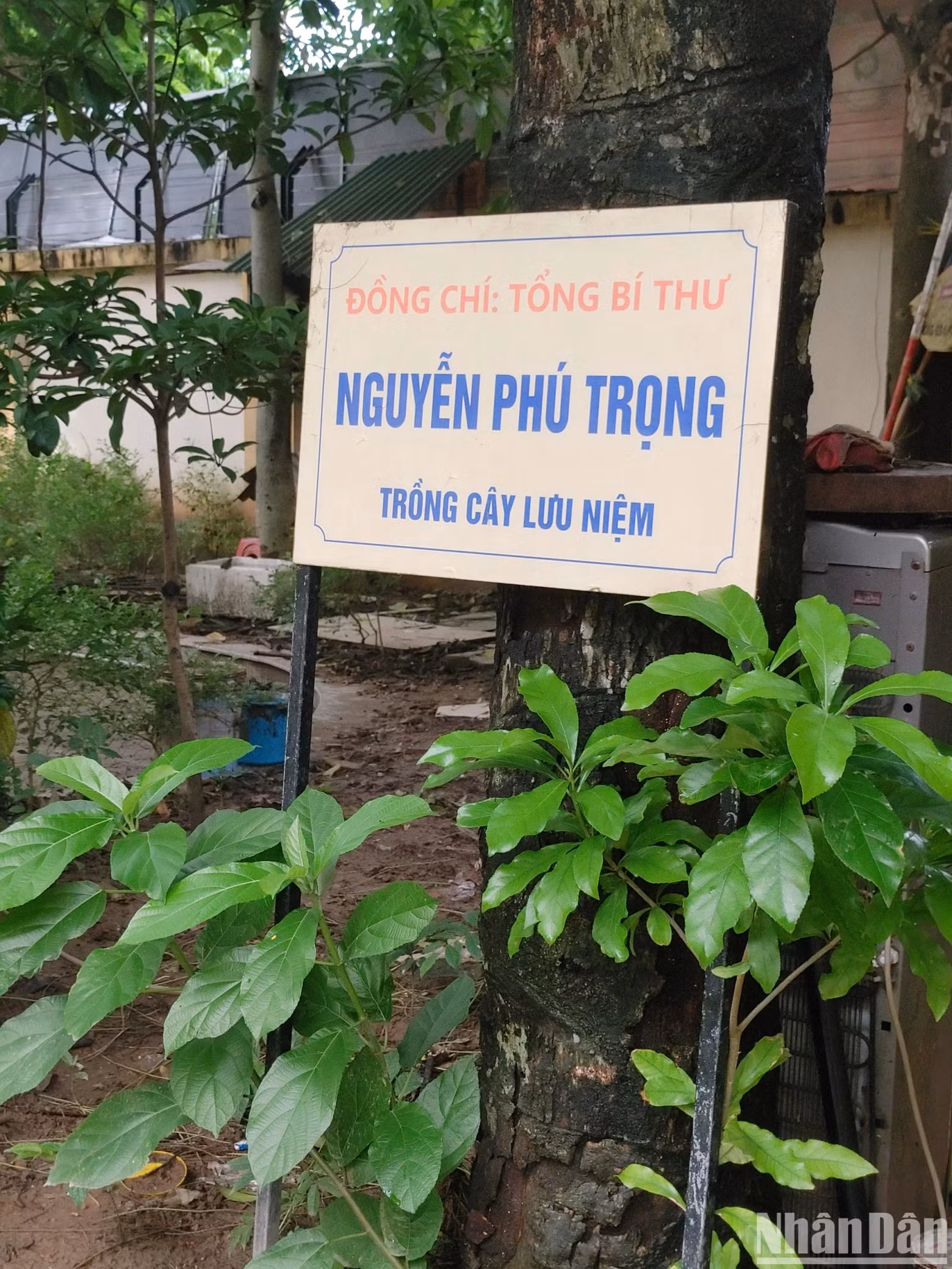 The sesame tree, which General Secretary Nguyen Phu Trong planted when he visited Nguyen Gia Thieu High School in 2014 is still growing lushly on the school campus. The sesame tree, which General Secretary Nguyen Phu Trong planted when he visited Nguyen Gia Thieu High School in 2014 is still growing lushly on the school campus.