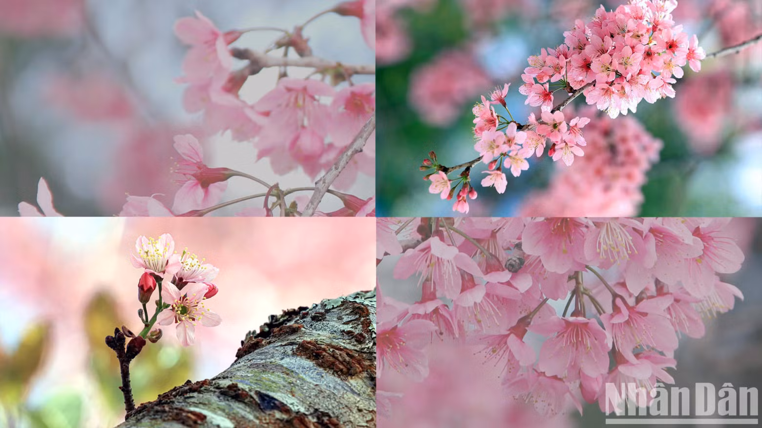 This flower was given its name because its branches and trunk look like a peach tree, while its flowers are like those of the apricot, with five pointed bills, and the tree’s posture is like the Japanese Anh dao (cherry blossom) tree. This flower was given its name because its branches and trunk look like a peach tree, while its flowers are like those of the apricot, with five pointed bills, and the tree’s posture is like the Japanese Anh dao (cherry blossom) tree.