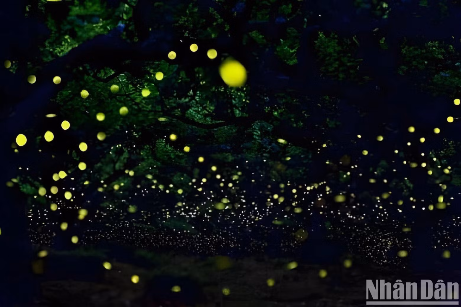 Every April and May, the firefly season begins, causing everyone who comes to Cuc Phuong to wish to see them.