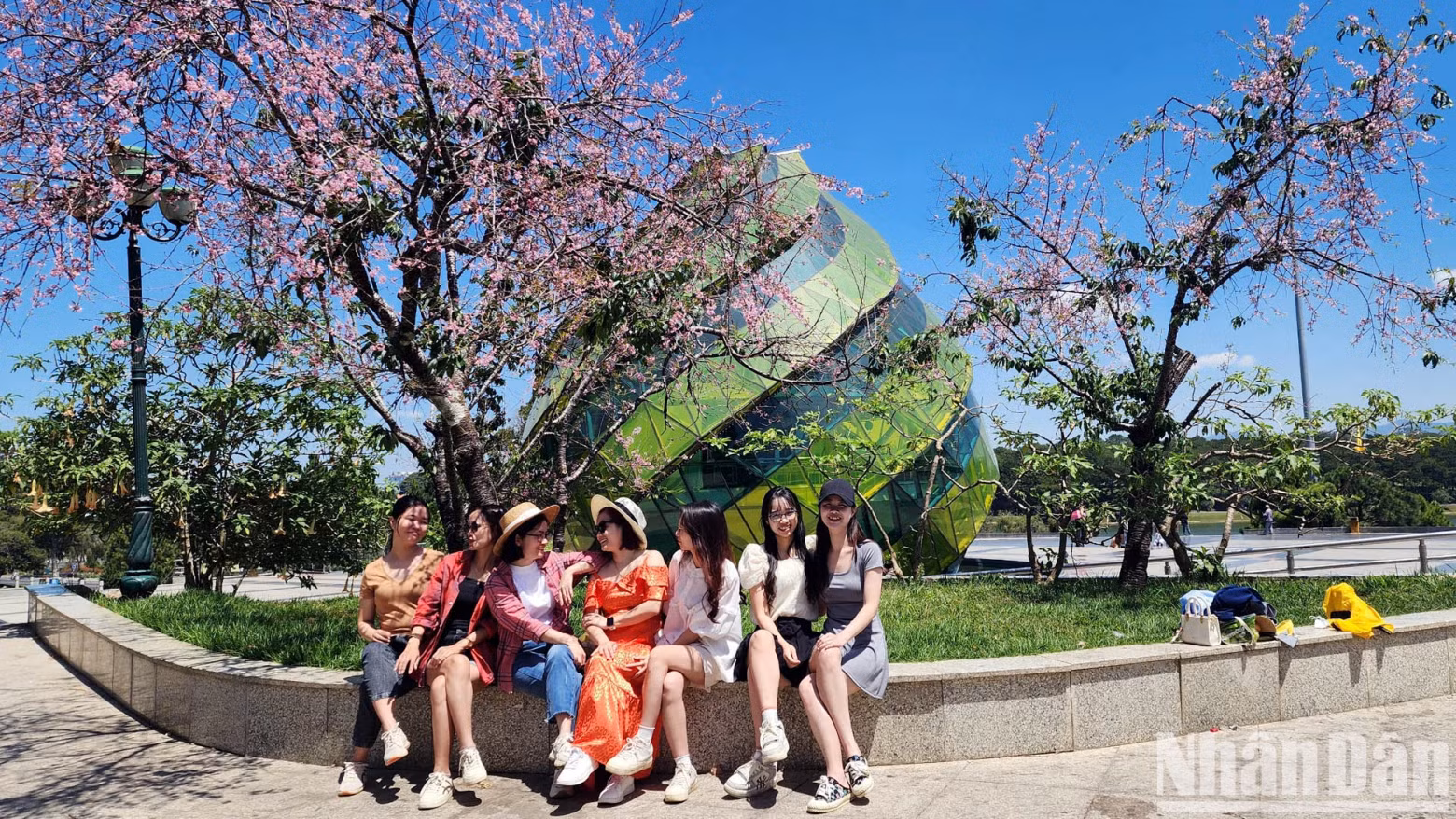 In the middle of April, walking around some streets in the inner city of Da Lat, such as Tran Hung Dao, Ho Tung Mau, Pham Ngu Lao, Hung Vuong and Tran Phu, or walking among the pine hills in the inner city, many people enjoy “out of season” Mai anh dao. In the middle of April, walking around some streets in the inner city of Da Lat, such as Tran Hung Dao, Ho Tung Mau, Pham Ngu Lao, Hung Vuong and Tran Phu, or walking among the pine hills in the inner city, many people enjoy “out of season” Mai anh dao.