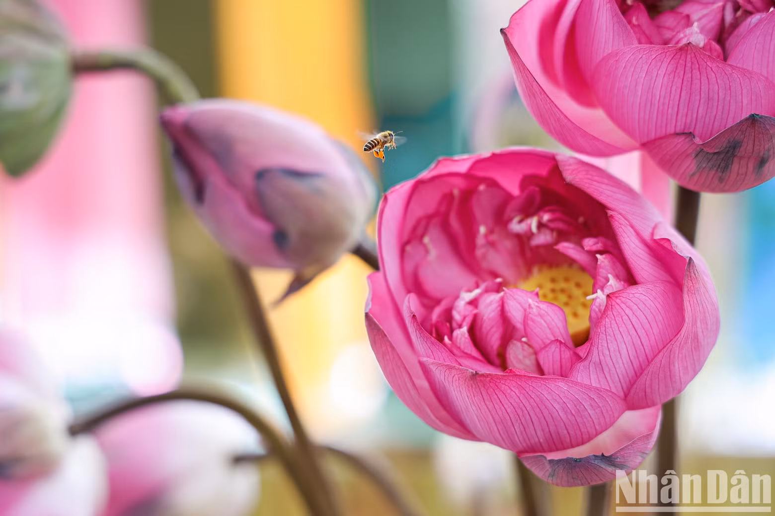 Lotus is grown in many of Hanoi’s outlying districts, providing a source of materials for the garment and food sectors.