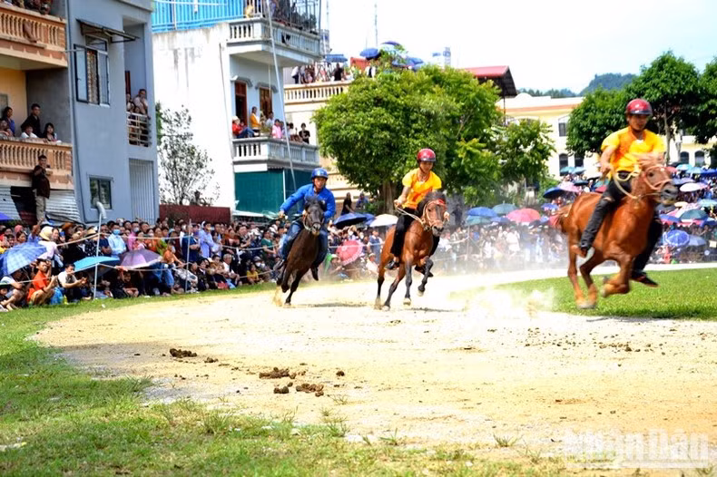 The horse race in Bac Ha District is distinguished from others as the participating jockeys are farmers from Mong, Tay, and Nung ethnic groups. They ride the horses without saddles and the horses are packhorses which are often used to carry goods to the fields in daily life.