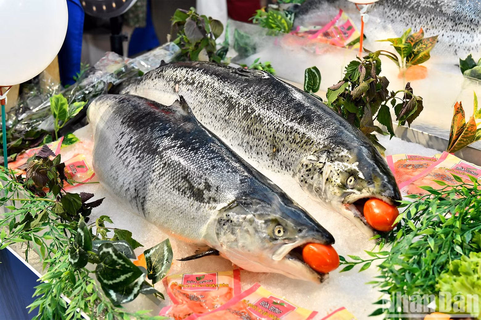 The event also included many interesting activities such as the display of Salmon and Brown crabs from Norway, seafood-tasting activities, and lucky gifts for customers.