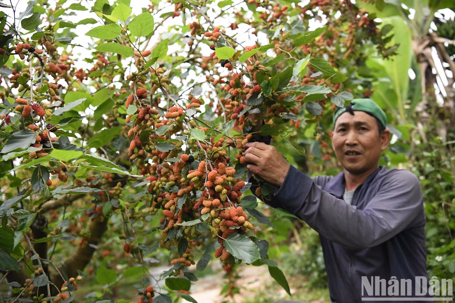 Not stopping at just growing and selling the fruits, several households have also developed "eco-garden" models. Nguyen Van Lan, 55, explained that careful maintenance two months before harvest is the key to heavy fruiting and yields three to four times higher income than rice farming. In addition to selling the fruit, the eco-tourism model also brings in around 20% extra income for his family.