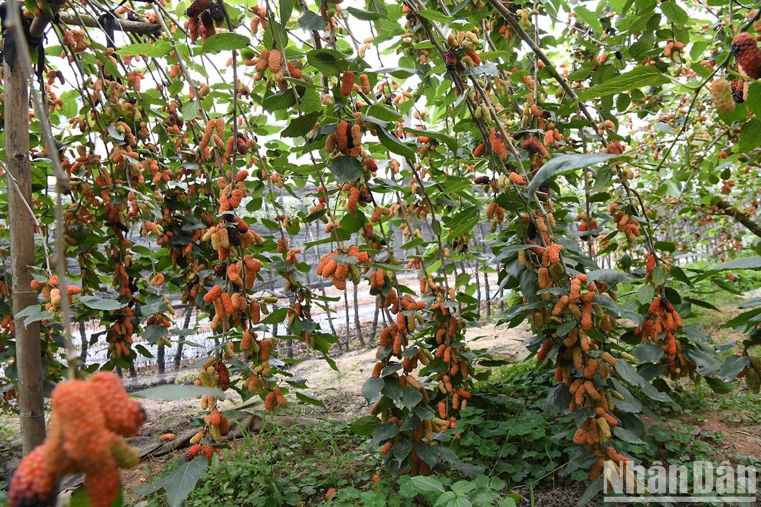 Thanks to fertile riverside soil and favourable weather, the mulberry plants thrive and yield consistently. This year, with little frost and moderate rainfall, fruit quality has been rated highly, with farmgate prices at the start of the season ranging from 15,000 to 20,000 VND per kilogram.