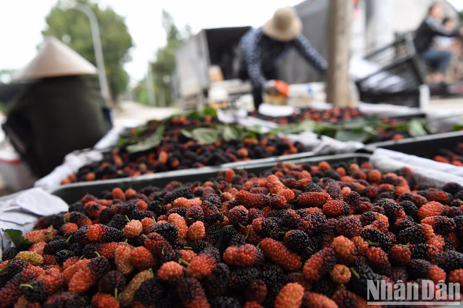 The mulberry season is not only a time of harvest but also a “golden season” for both growers and traders.