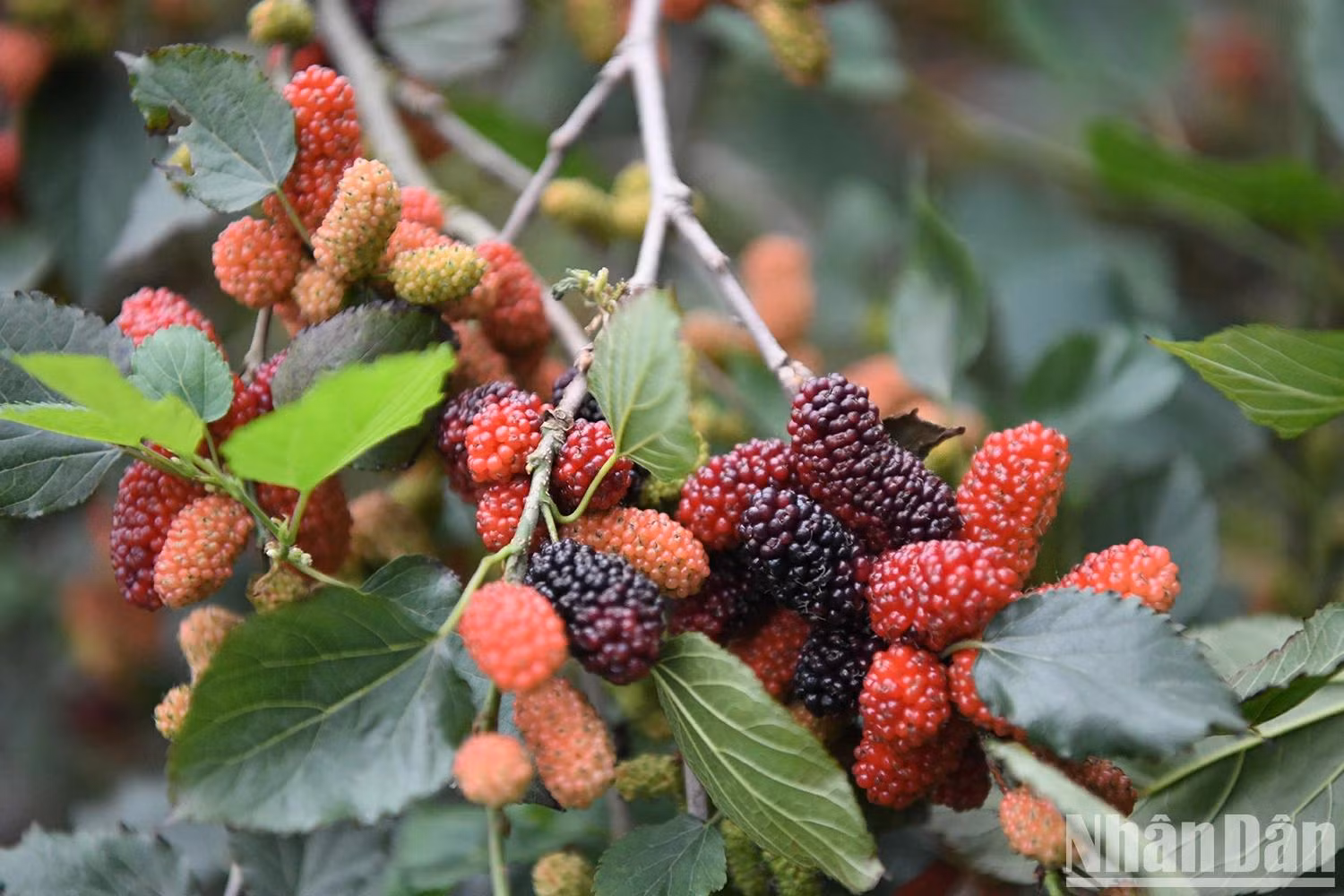 Ripe mulberries are now in full season in Hiep Thuan.