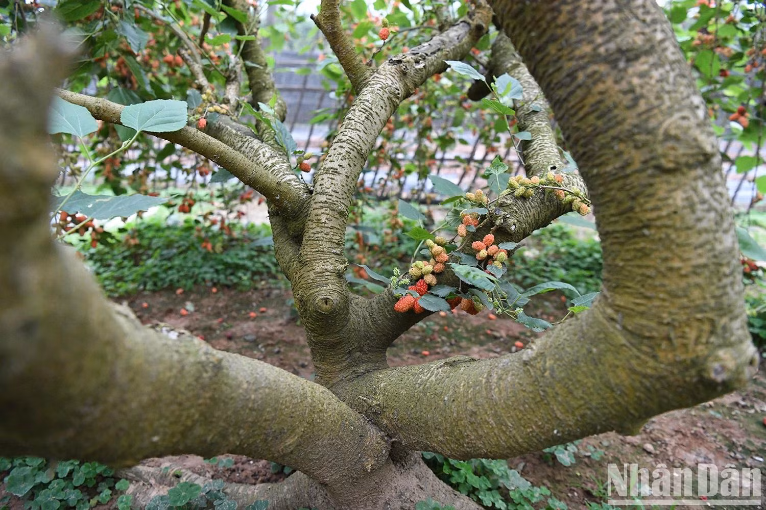 Given its great potential, Phuc Tho mulberries deserve investment in brand building, geographical indication labelling, and participation in the clean agricultural value chain. With the right positioning, mulberries can undoubtedly become a specialty of Hanoi, contributing to the development of a green and sustainable rural economy.