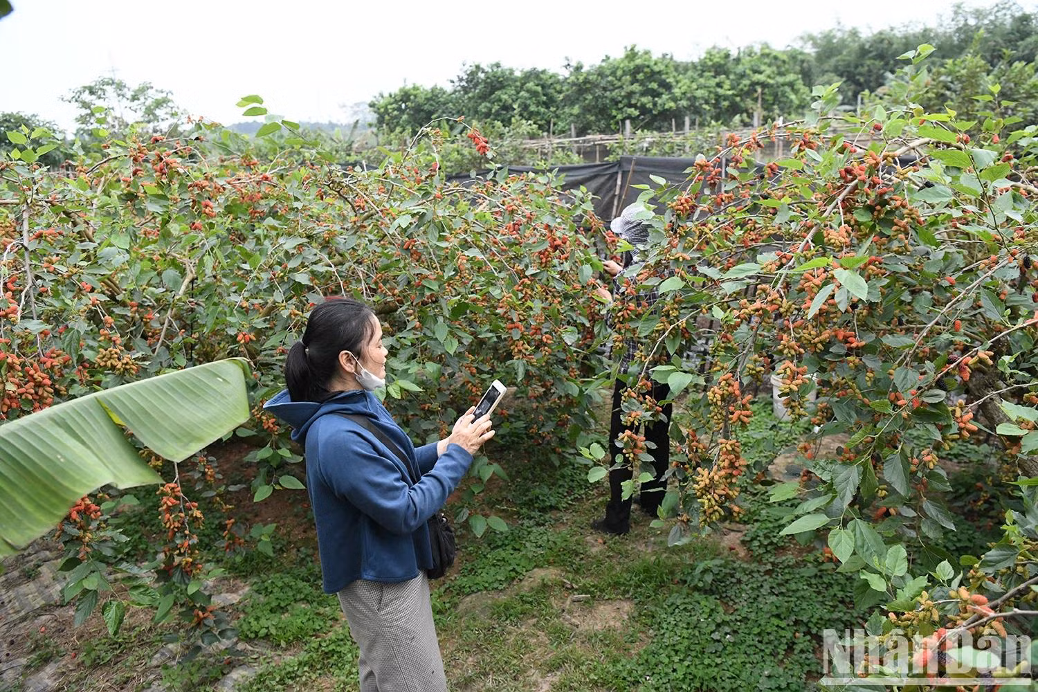 With sustainability in mind, many households in Hiep Thuan have adopted organic farming practices, using agricultural by-products and combining with experiential tourism to enhance product value. The mulberry tree not only brings income but also serves as a cultural bridge, connecting agriculture with local heritage.