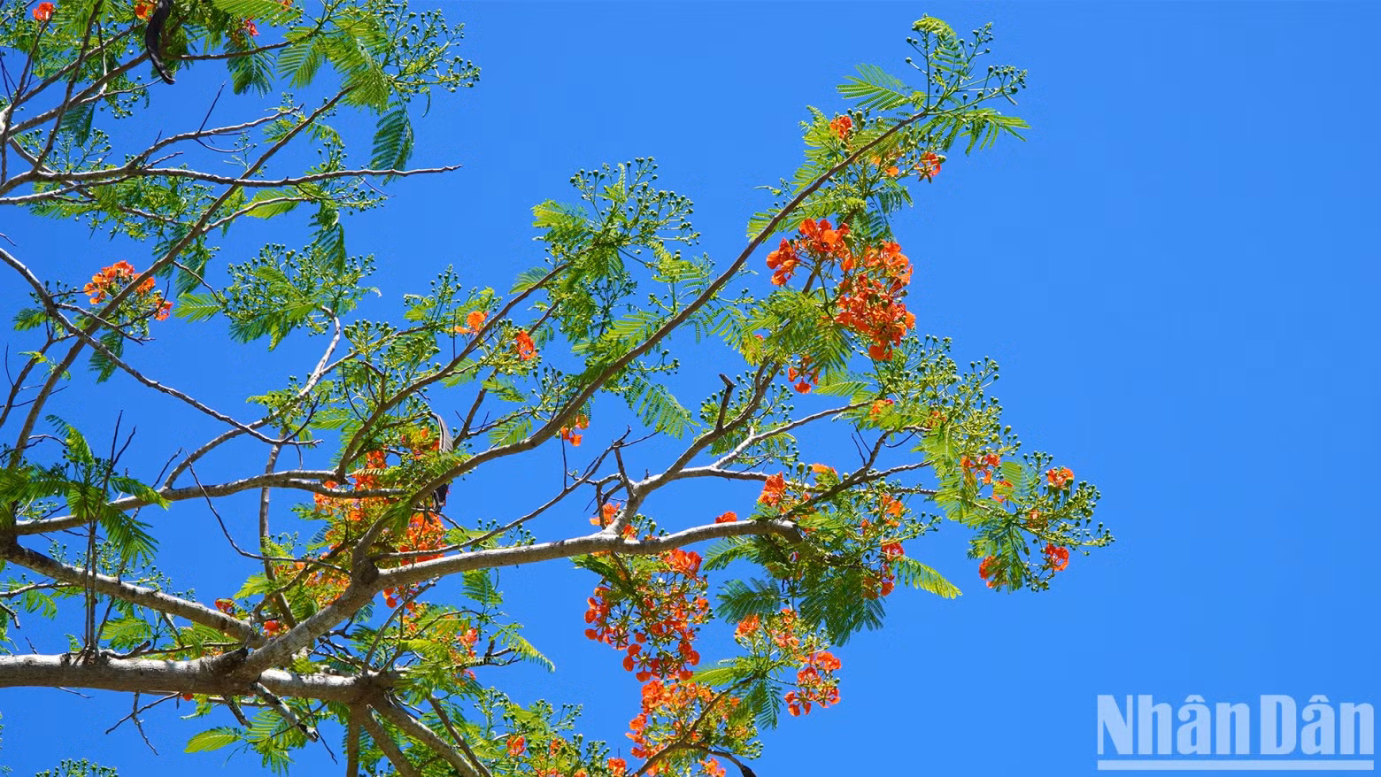 The flamboyant tree road will continue to shine throughout the summer days.