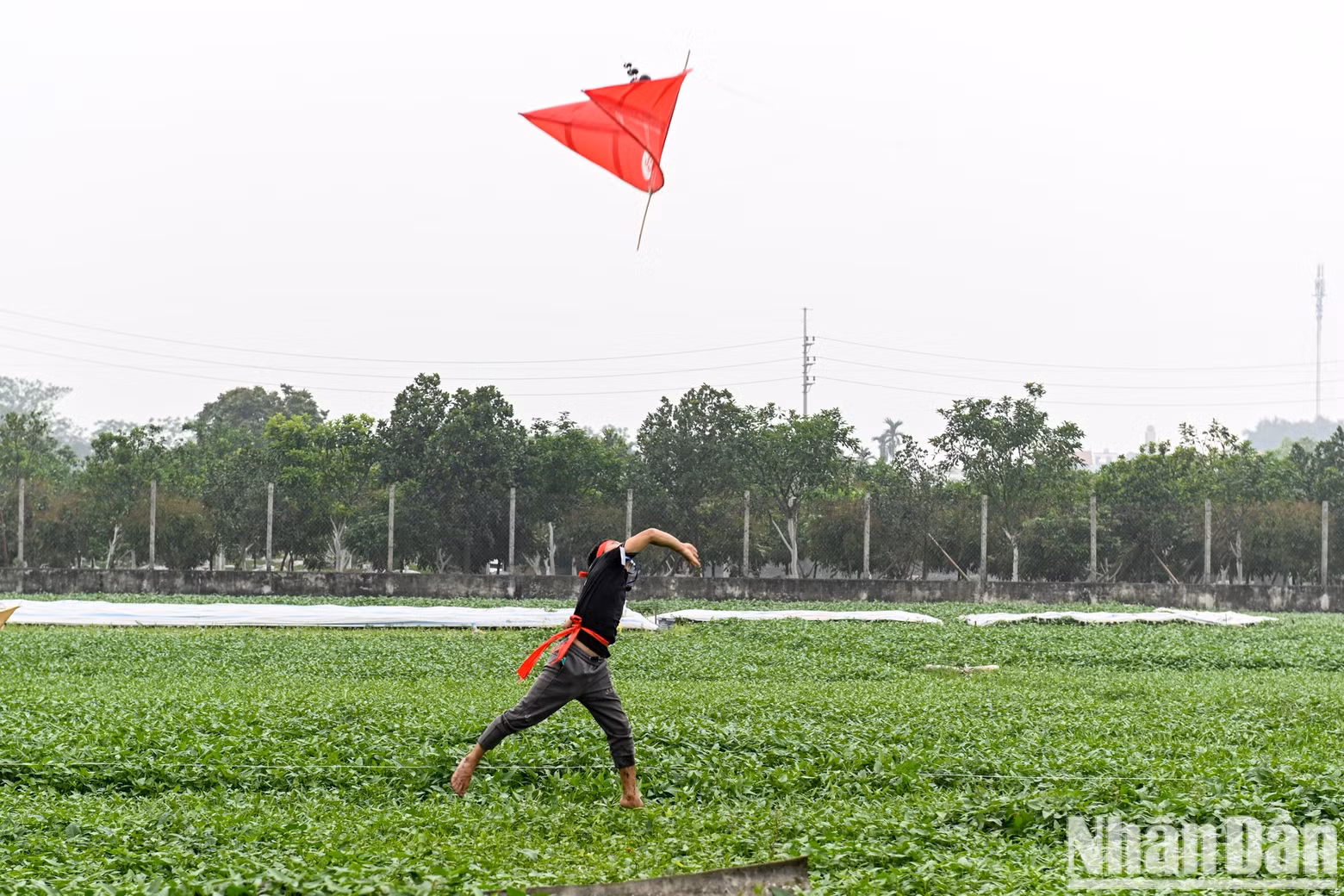The competing kites on display at the festival.