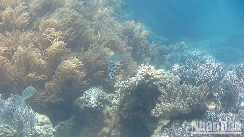 The Ly Son Marine Protected Area, a precious gem of marine biodiversity in Quang Ngai. The Ly Son Marine Protected Area, a precious gem of marine biodiversity in Quang Ngai.