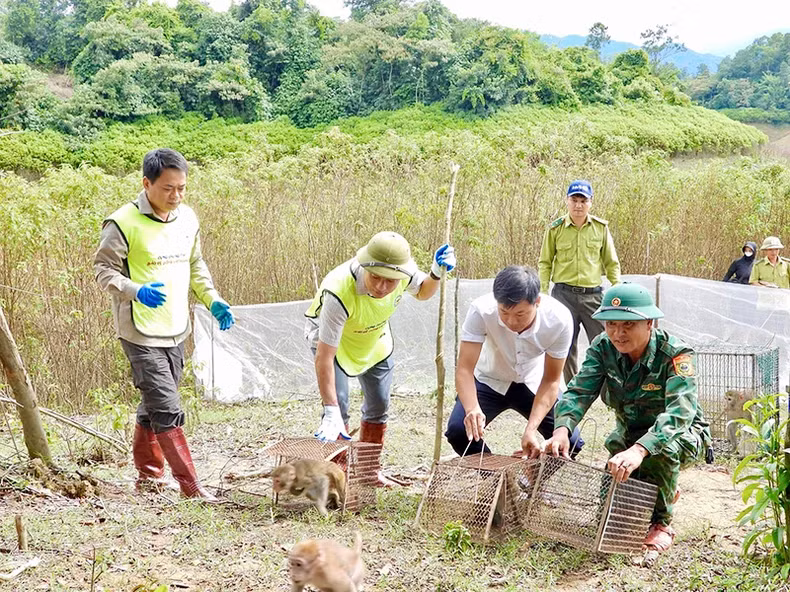 Vu Quang National Park, in collaboration with the Ha Tinh Forest Protection Department, releases wildlife back into its natural habitat. (Photo: NGUYEN SON) Vu Quang National Park, in collaboration with the Ha Tinh Forest Protection Department, releases wildlife back into its natural habitat. (Photo: NGUYEN SON)