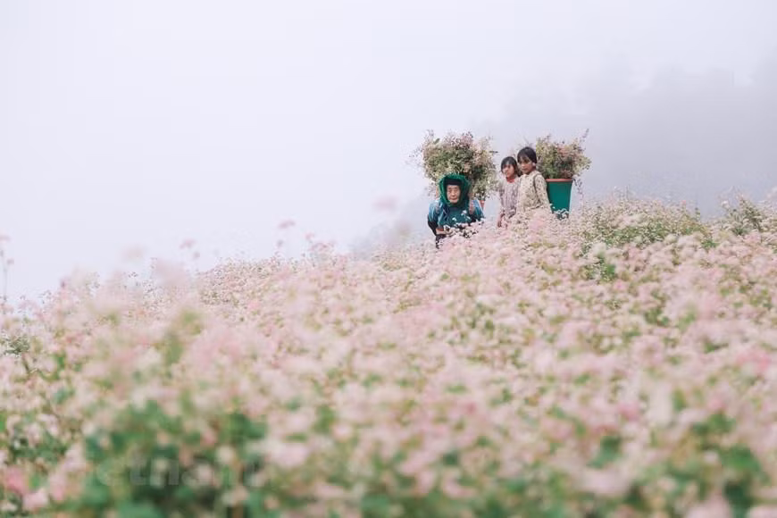 Magnificent Ha Giang in buckwheat flower season (Photo: VNA) Magnificent Ha Giang in buckwheat flower season (Photo: VNA)