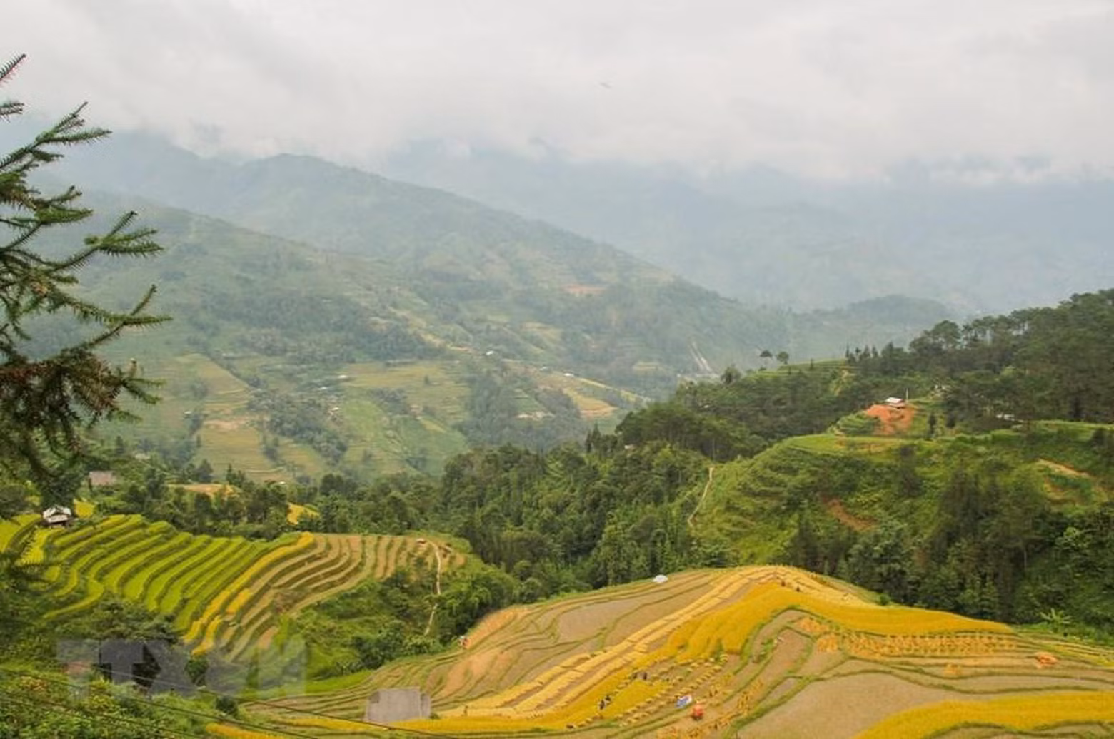 Ripe rice on the terraced fields turns golden yellow. (Photo: VNA)