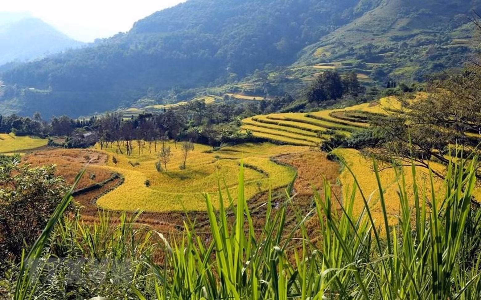 The terraced fields during the rice ripening season are beautiful like a mural amid the border area throughout the northwest region.