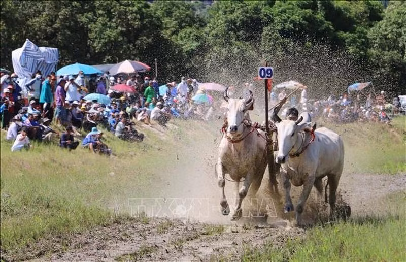 Pairs of oxen sprint to the finish line. Pairs of oxen sprint to the finish line.