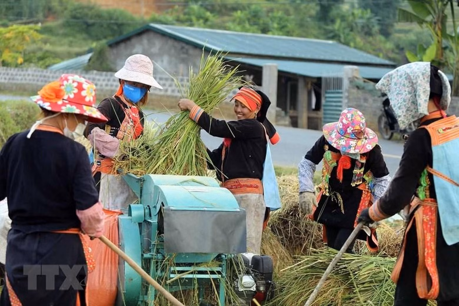 Local people harvesting rice in the fields.