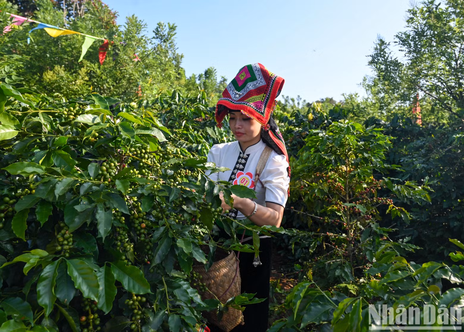 Teams participating in coffee harvesting competitions.