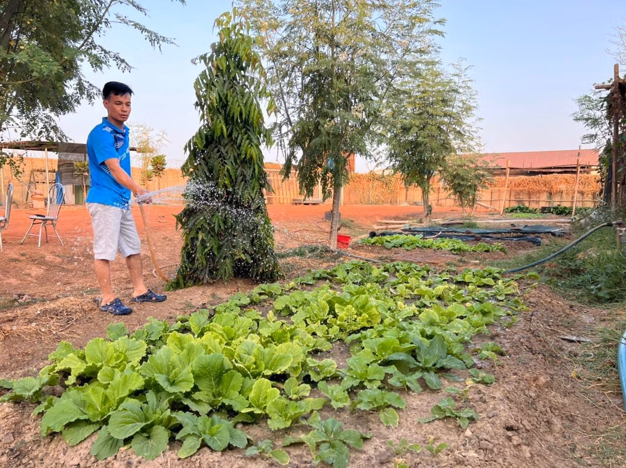 Green vegetables remind the image of the homeland.