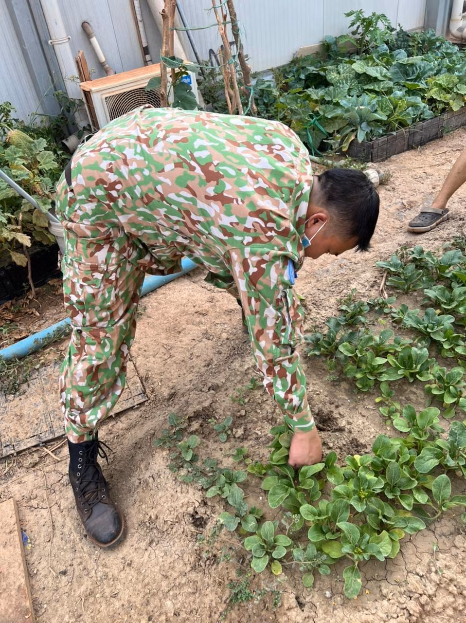 The soldiers grow clean green vegetables right in the land with severe weather.
