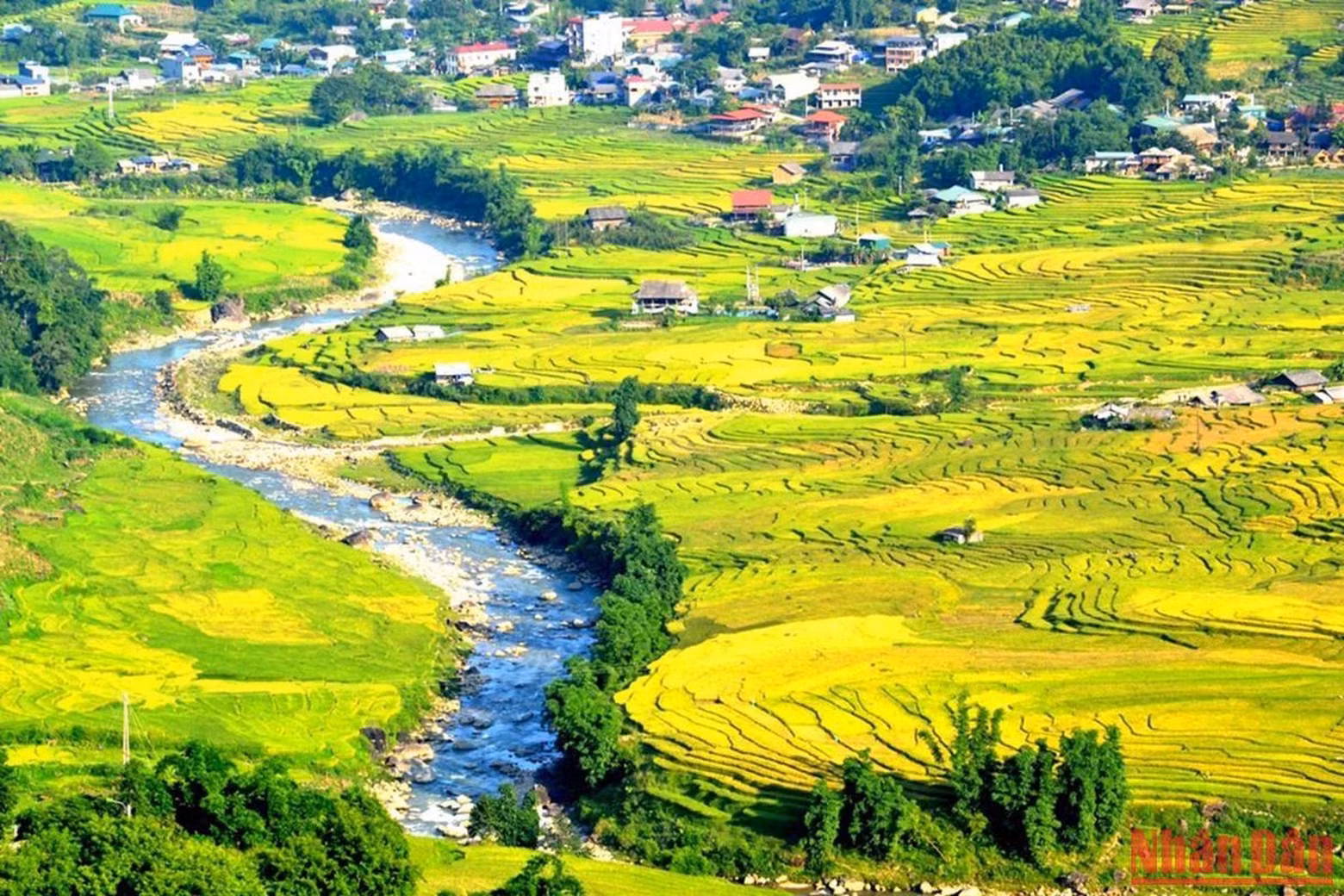 The stream flowing along the Muong Hoa valley makes the yellow rice terraced fields more beautiful. The stream flowing along the Muong Hoa valley makes the yellow rice terraced fields more beautiful.