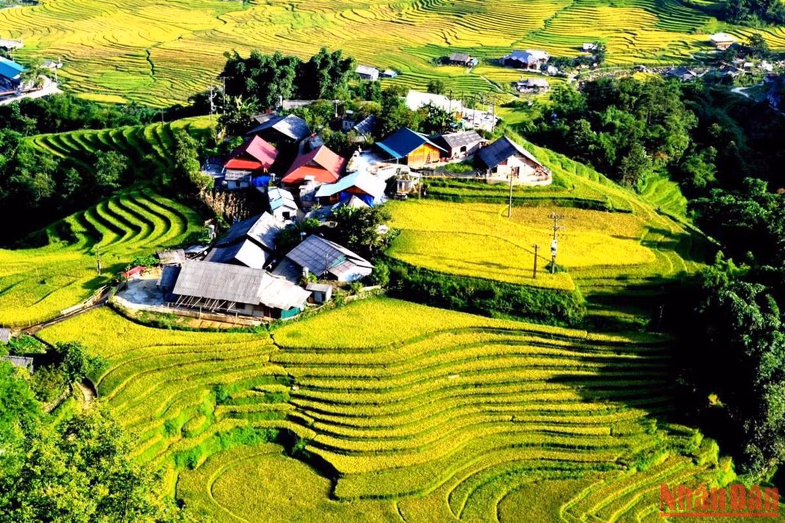 The H'Mong village is located on a high hill surrounded by the warm yellow colour of rice. The H'Mong village is located on a high hill surrounded by the warm yellow colour of rice.