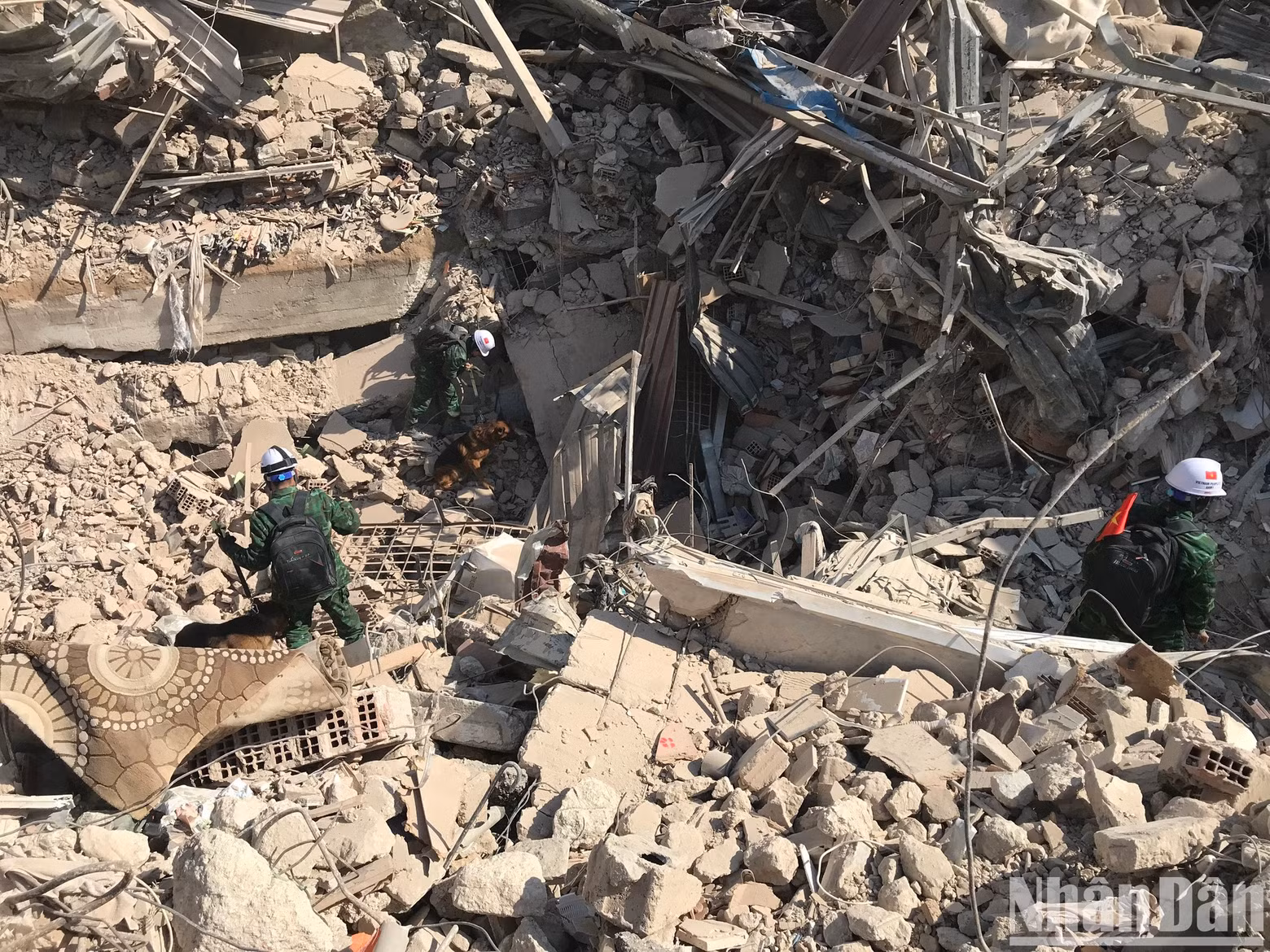 Service dogs search for victims of the earthquake in Hatay (Turkey).