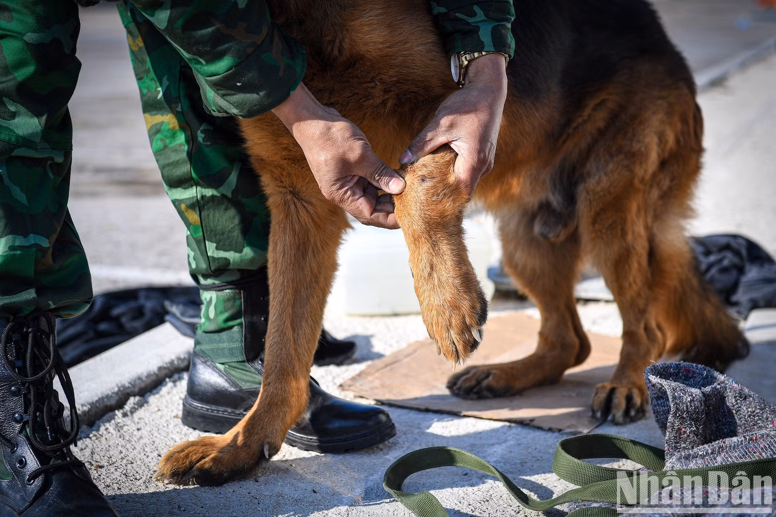 The “warrior” Pocka’s new wound healed not long ago.
