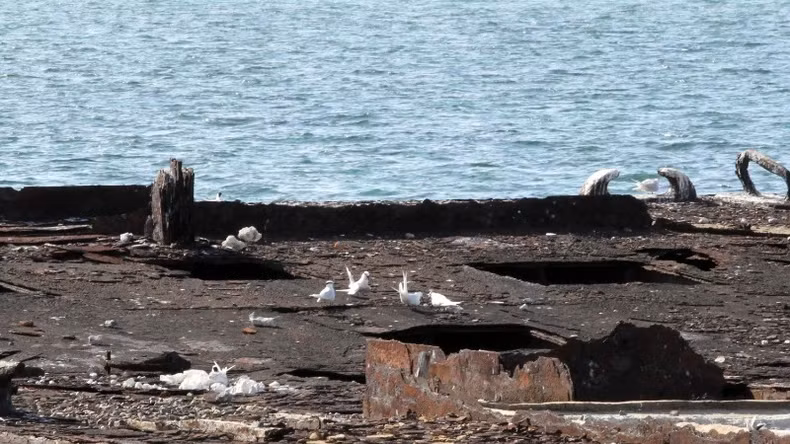 The old pontoon becomes a place for the seagulls to nest.