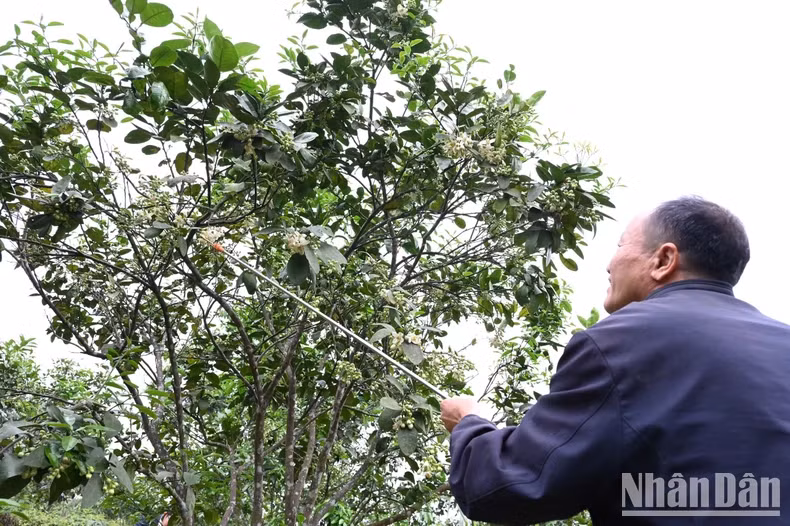 Phan Trong Chien from Huong Thuy Commune (Huong Khe) spends most of his time on pollination.
