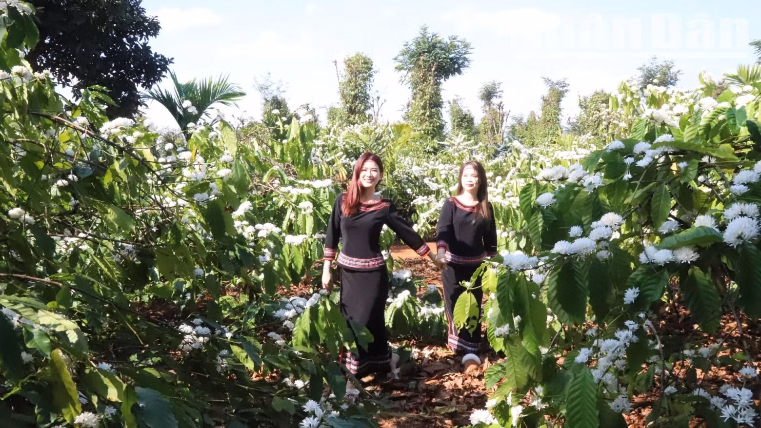 The vast coffee gardens with pure white flowers make the Central Highlands mountains and hills more poetic and charming.