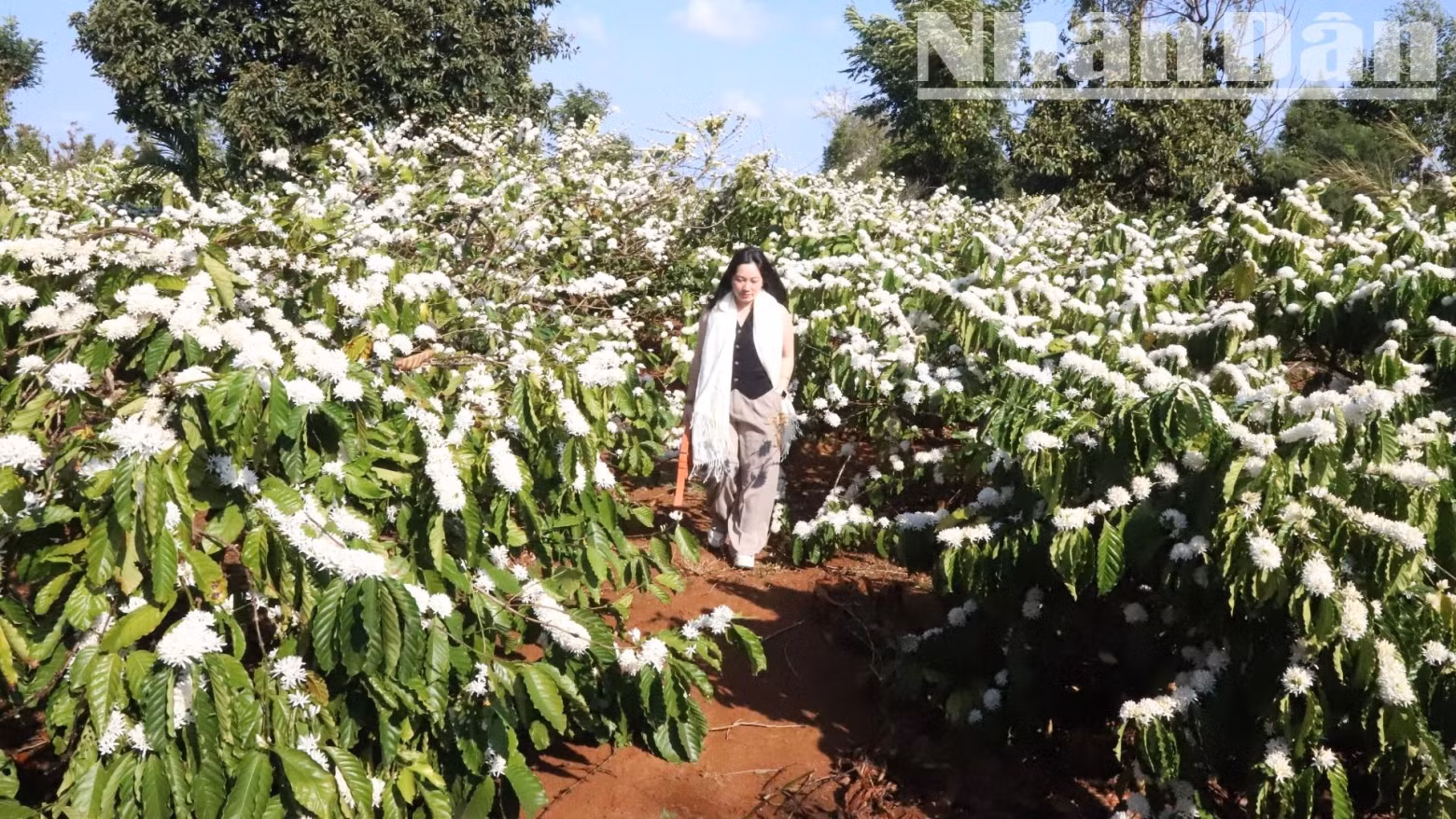 The coffee flower season in the Central Highlands lasts from the end of November to the end of April. However, the coffee flowers are most beautiful at the end of February and in early March.