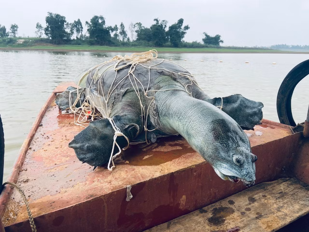 The body of the Swinhoe’s softshell turtle that died in Dong Mo Lake in April 2023. (File photo)