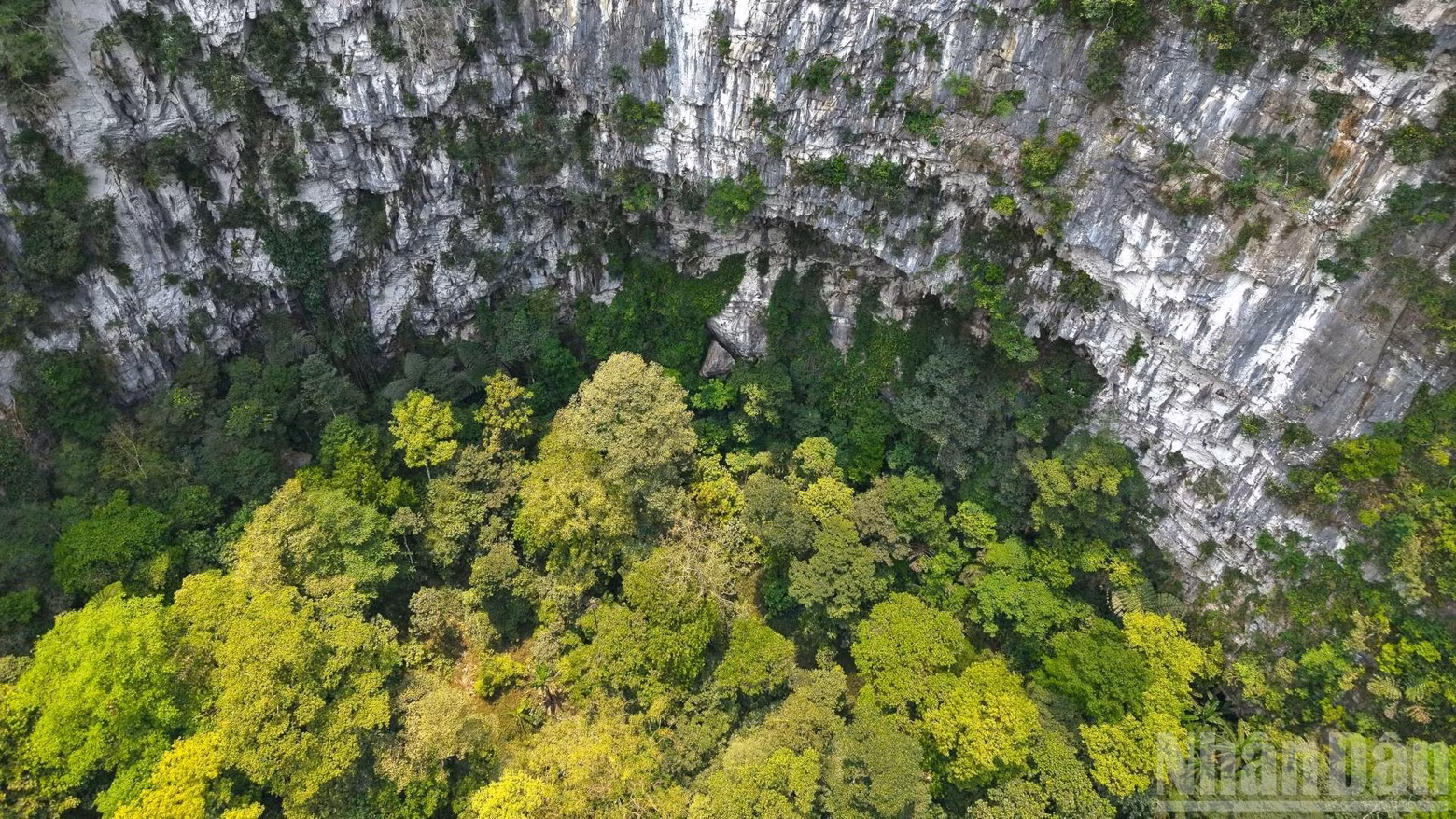 A thriving ecosystem at the bottom of the sinkhole.