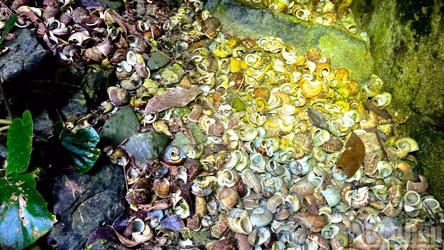 Millions of seashells and snail shells piled up along the rock walls.
